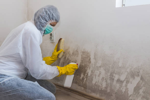 Best Attic Mold Removal  in Hammond, WI