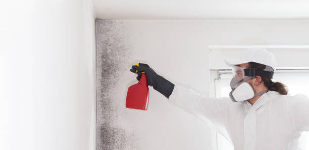 Best Fast Mold Removal  in Hammond, WI