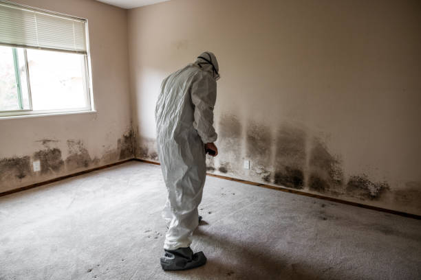 Best Commercial Mold Removal  in Hammond, WI