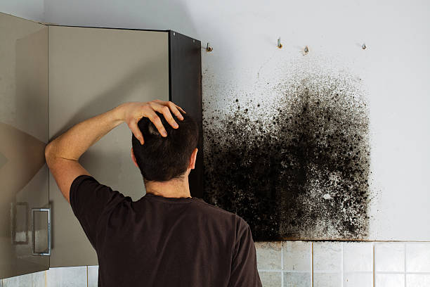 Best Toxic Mold Removal  in Hammond, WI