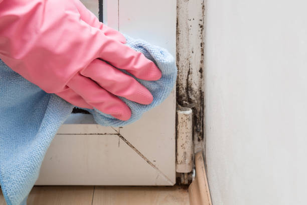 Best Certified Mold Removal  in Hammond, WI